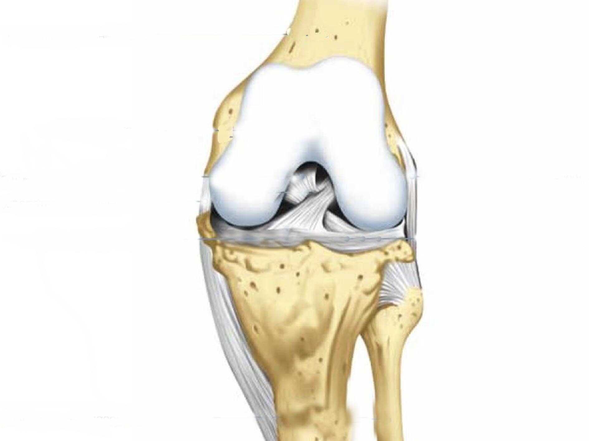 Мыщелки бедра. Анатомия коленного сустава мыщелки. Строение коленного сустава. (Кости, связки, мыщелки). Строение коленного сустава мыщелки. Анатомия бедренной кости и коленного сустава.